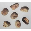 홀씨;bean