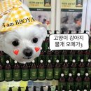 에코펫 | 고양이 강아지 오메가3♥ [에코펫 물개 오메가3] 부산벡스코 반려동물박람회_내돈내산후기