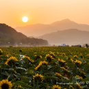 해바라기 이미지