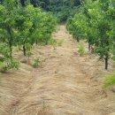 초성 대추나무 이미지