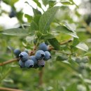 블루베리 이미지