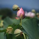 상주 공검지 Daum카페