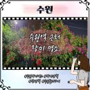 더로맨틱 | 수원 장미터널 명소 위치 수원역 데이트코스 밤산책하기 좋은 곳