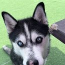 썸바디독스 파주분점 이미지