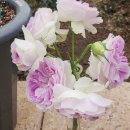 장미하우스 이미지