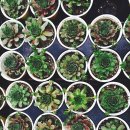 힐링원예지도사 이미지