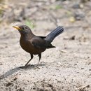 Blackbird 이미지