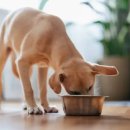 강아지집 이미지