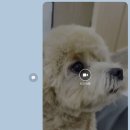 댕발란스 이미지