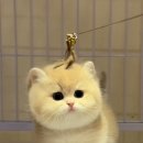 프리미엄먼치킨 이미지