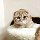 개냥이 연구소 이미지