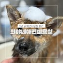 견사무소 애견미용실 | 모라동 애견미용 추천 희야네애견미용실 가위컷 전문 스트레스 없는 케어 후기