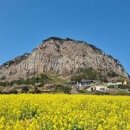 제주도 유채꽃 명소 제주 산방산 유채꽃밭 성산일출봉 휘닉스제주 섭지코지 이미지