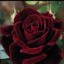 서울숲길 이미지