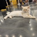 캣다방 이미지