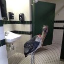 악어화장실 이미지