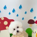 허그몽몽 이미지