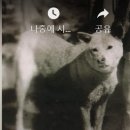 지산면 개는 남방형이 대다수였다 이미지