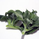 신기한농장 이미지