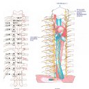 뇌공부 12 - 척수의 의미 이미지