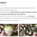 폐건강에 좋은 여주댁농장 게걸무씨앗기름 후기