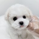 야옹아 멍멍해봐 삼각점 이미지