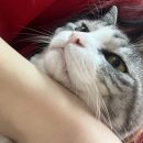 하트만 동물병원 | 동물용 주사 철분제 &#39;훼르콥상&#39; 후기