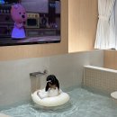 유에이치스위트더강남