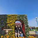 2025 태안세계튤립꽃박람회. 수천억송이 꽃들이 햇살을 받아 영롱하여 눈뽕이 심했던 후기.