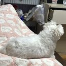 오휘다이어트