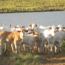 우들농장 이미지