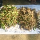 활공농장 이미지