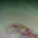 안녕바다 이미지