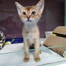 달빛고양이 이미지