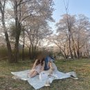 241 | 서울 근교 경기도 벚꽃 명소 추천 대성리국민관광지 주차