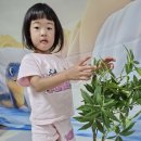 공기정화식물-파키라 관찰해보기 이미지