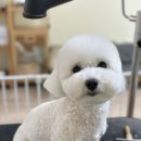 깔꼼 애견미용실 이미지