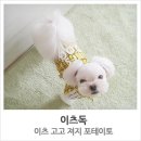 포테이토 독 이미지
