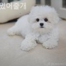 함께 있어줄개 이미지