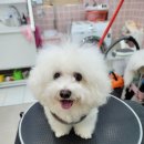 오도DOG 펫살롱 이미지