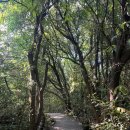 대정읍 영어교육도시내 곶자왈 이미지