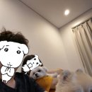 복실이네 애견 | 내돈내산 포천 피플애견독채펜션 다녀 온 후기입니듀