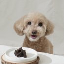 베타고랩스(주) | 「울애기쌩쌩 디어랩스 강아지 노견 종합영양제 (눈/피부/관절/면역/장 건강)」 입니다.