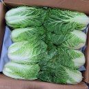 💛 속노랑 쌈배추 24포기 ㅡ 역대급 중량!! 14.5 kg 💛 싱싱한 청경채 이미지