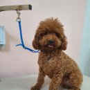 뷰티풀독 이미지