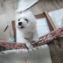 댕냥테라피 이미지