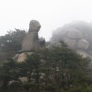 참나무 숲길 이미지