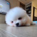 개밥파는고양이김포
