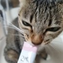 묘연 | [ 펫마트 ] 생생한 후기! 묘연 간택스틱