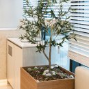 개포센트럴이비인후과의원 | 이비인후과인테리어 개포센트럴이비인후과의원